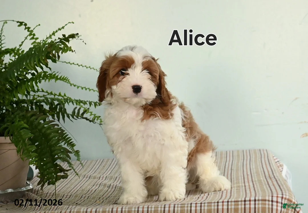 Cavapoo dogs for sale: Alice - Ad 1