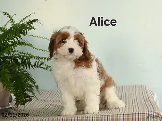 Cavapoo dogs Alice - Ad 19
