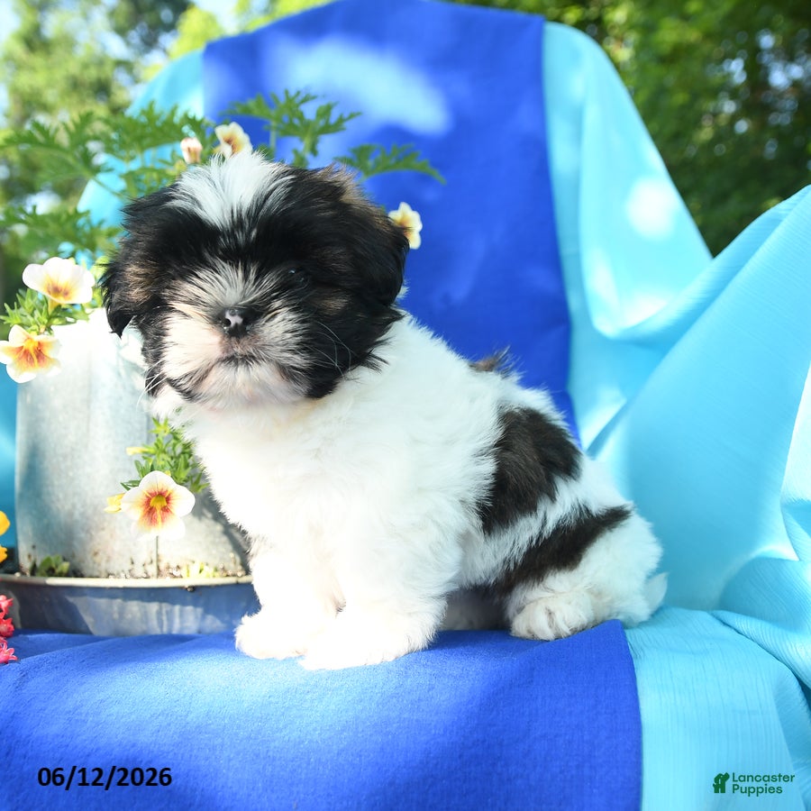 Shih Tzu dogs Cuttie - Ad 1