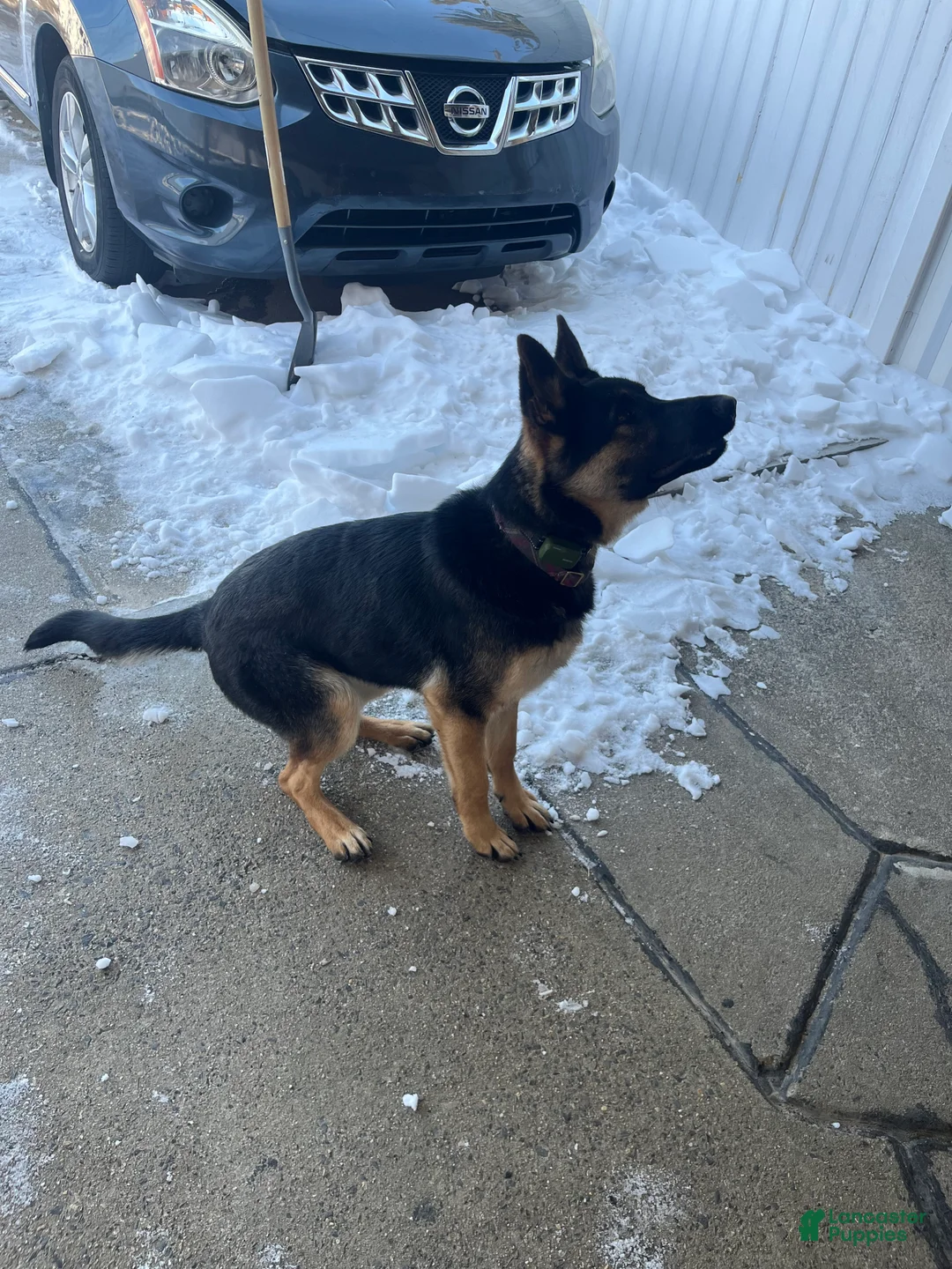 German Shepherd dogs for sale: German Shepherd Puppy 1 - Ad 2