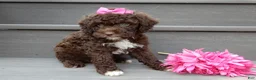 Cockapoo dogs for sale: Amie - Ad 5