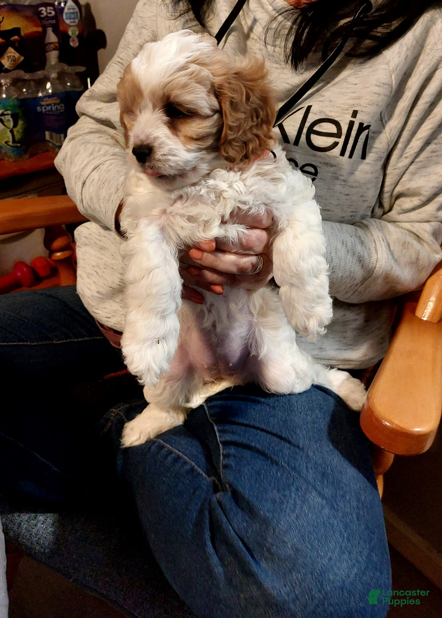 Cavapoo dogs Cavapoo Puppy Gracie - Ad 35