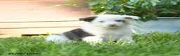 Miniature Australian Shepherd dogs for sale: Gerald - Ad 3