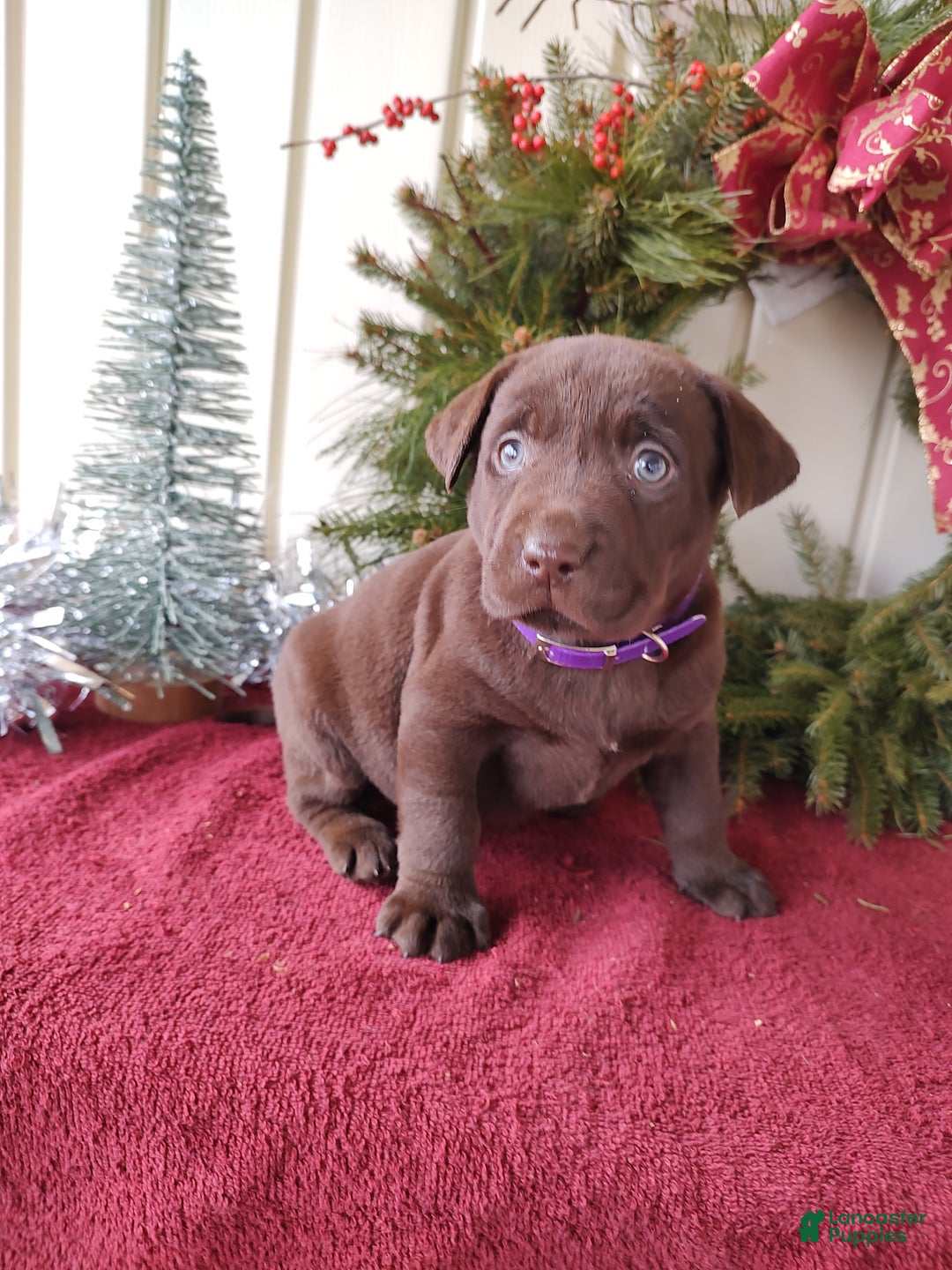 Labrador Retriever dogs for sale: Holly - Ad 6