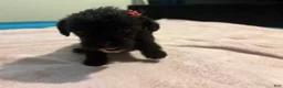 Mixed Breed dogs for sale: 1 Mixed Breed  color dark brown  - Ad 3