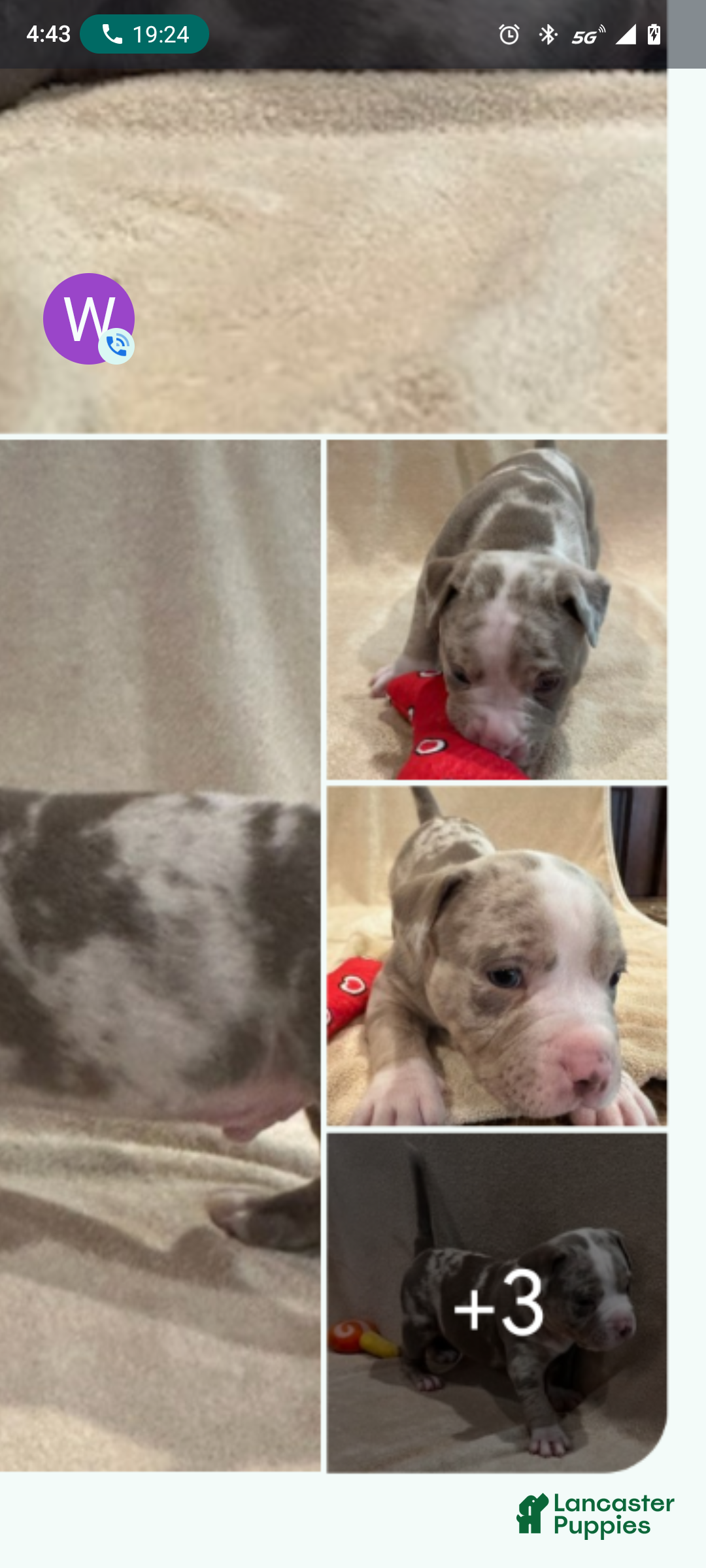 American Pit Bull Terrier dogs American Pit Bull Terrier Puppy 4 - Ad 1