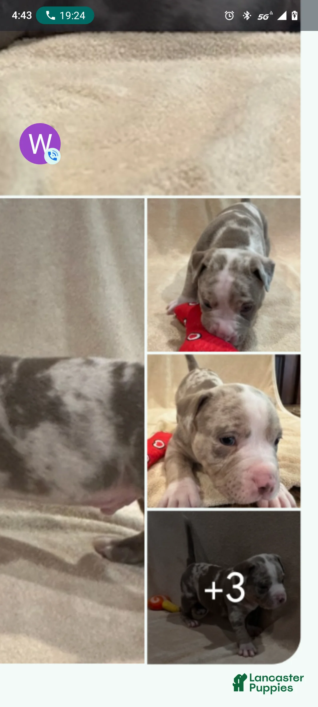 American Pit Bull Terrier dogs for sale: American Merle Bully Pit Puppy  - Ad 1