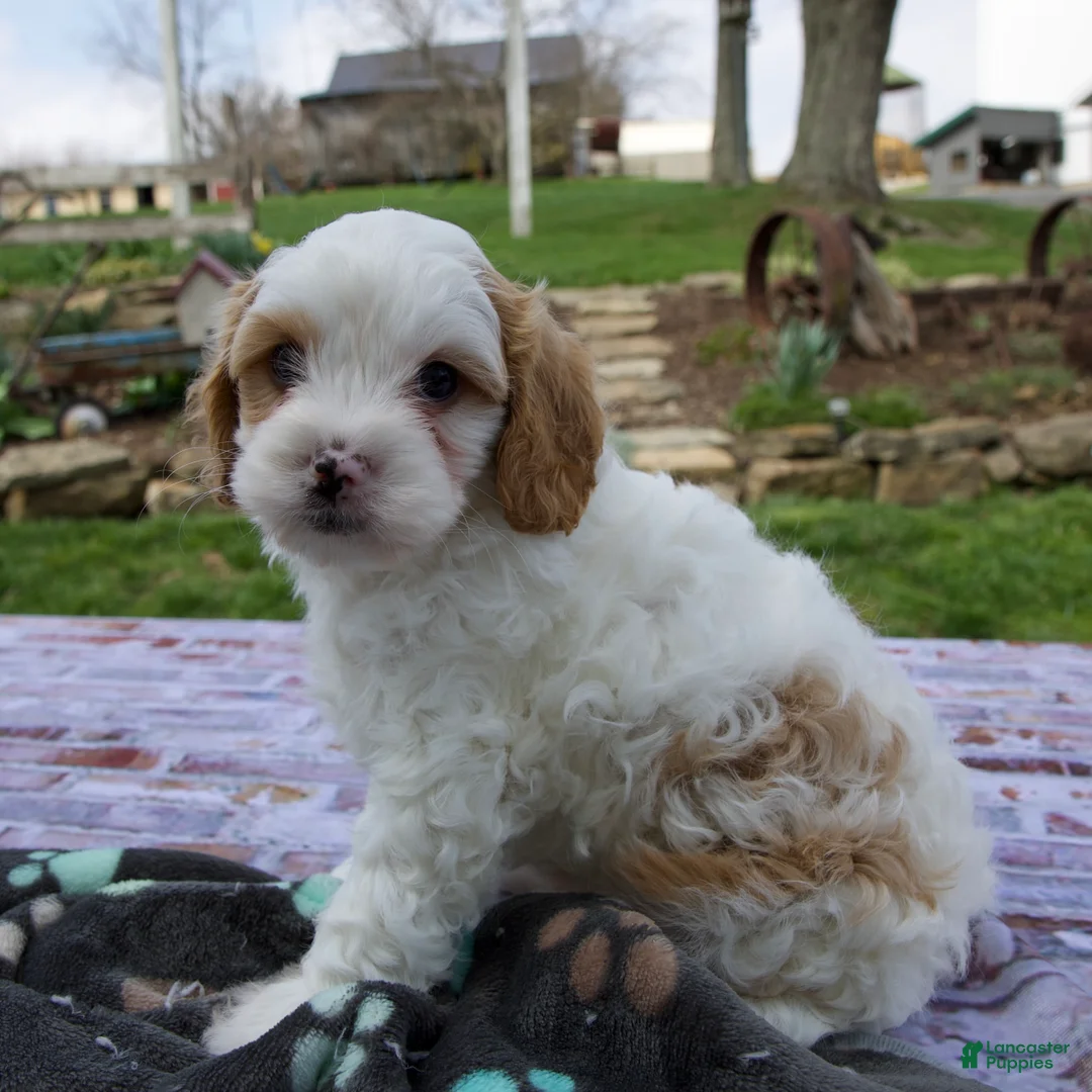 Cavapoo dogs for sale: Leo - Ad 2