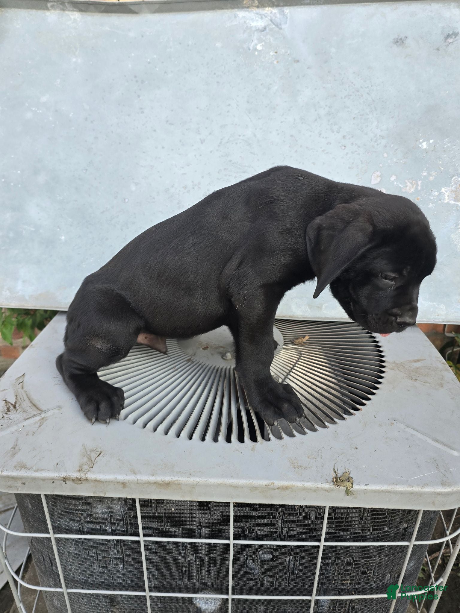 Cane Corso dogs Cane Corso 1 - Ad 2