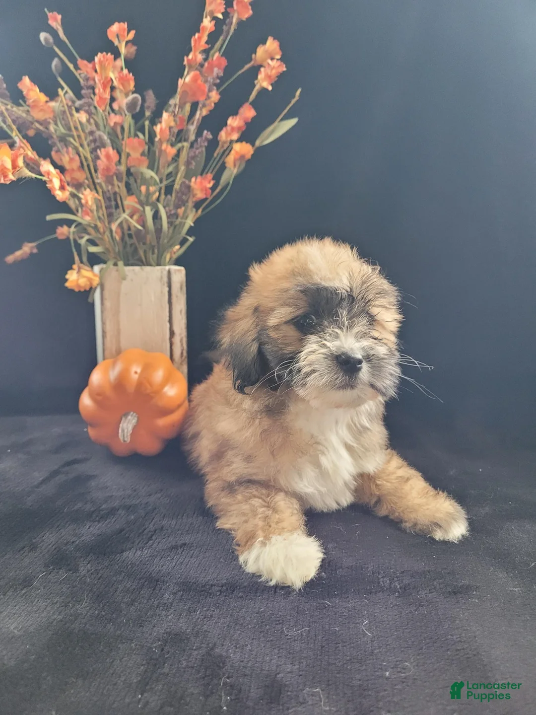 Lhasapoo dogs for sale: Little Jill - Ad 10