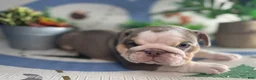 English Bulldog dogs for sale: Moose - Ad 3