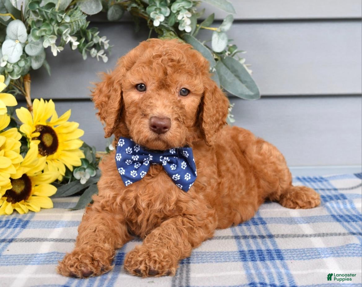 Standard Poodle dogs Richie  - Ad 1