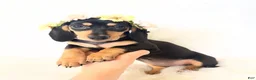 Miniature Dachshund dogs for sale: AKC Zoey - Ad 7