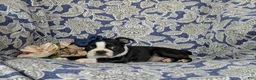 Boston Terrier dogs for sale: Elsie - Ad 6