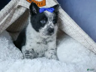 Mixed Breed dogs DIAMOND - Ad 35