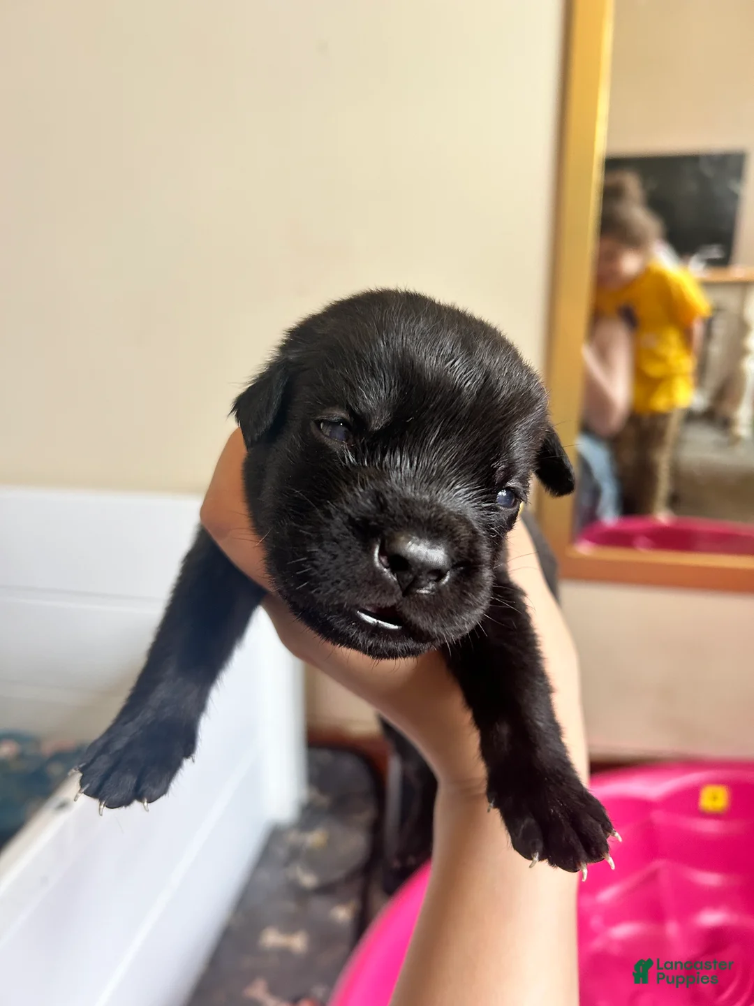 Cane Corso dogs for sale: Egypt - Ad 1