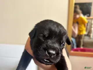 Cane Corso dogs Egypt - Ad 15