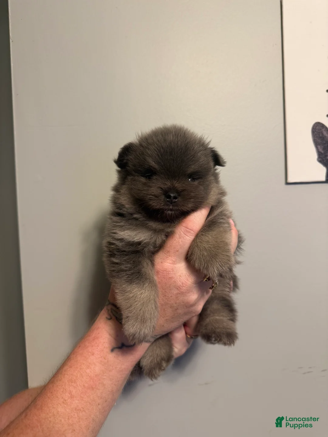 Pomeranian dogs for sale: Romeo - Ad 1