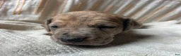 Great Dane dogs for sale: Luigi - Ad 3