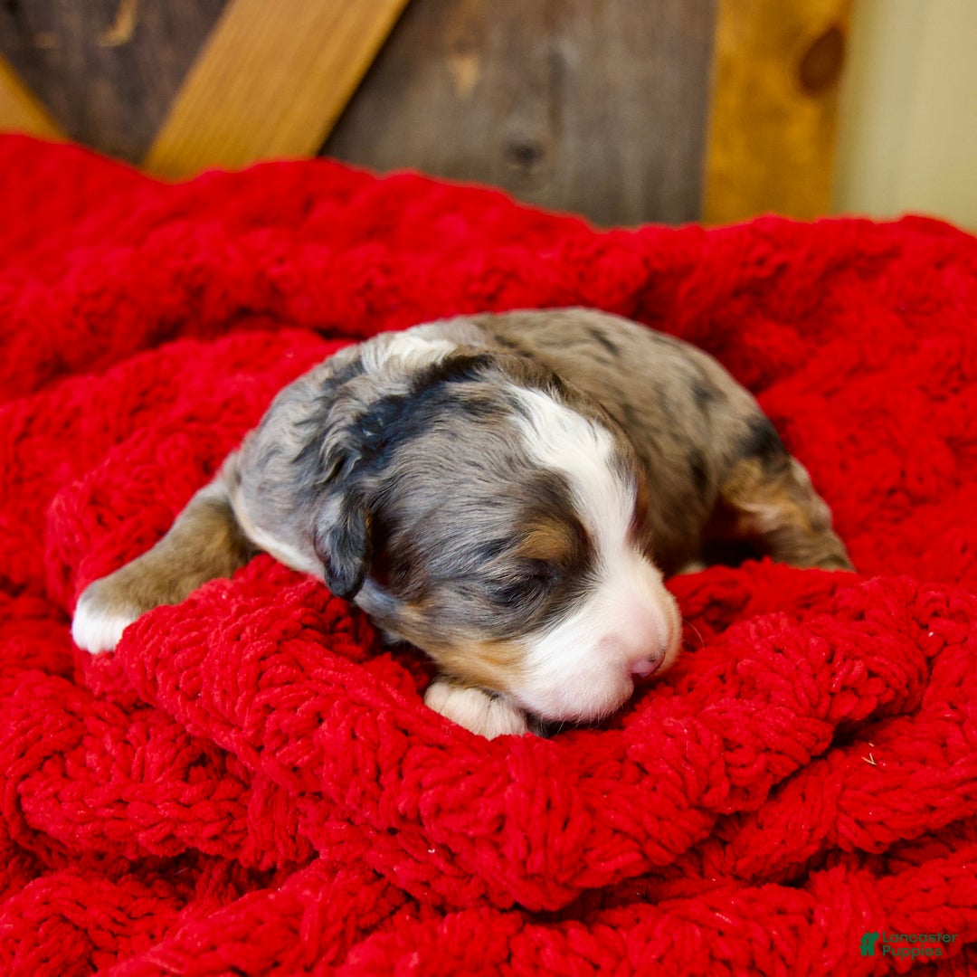 Mini Bernedoodle dogs for sale: Pudding Pop - Ad 14