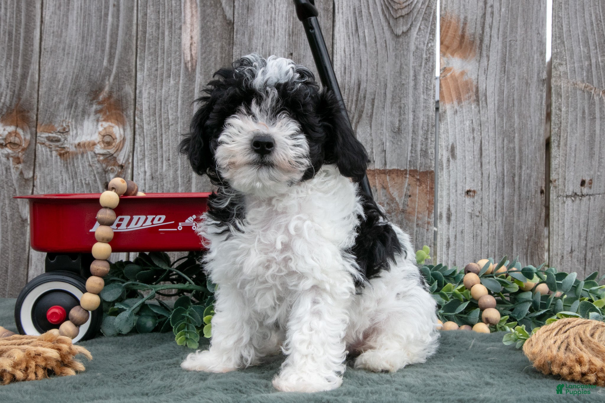 Toy Poodle dogs Peter - Ad 2