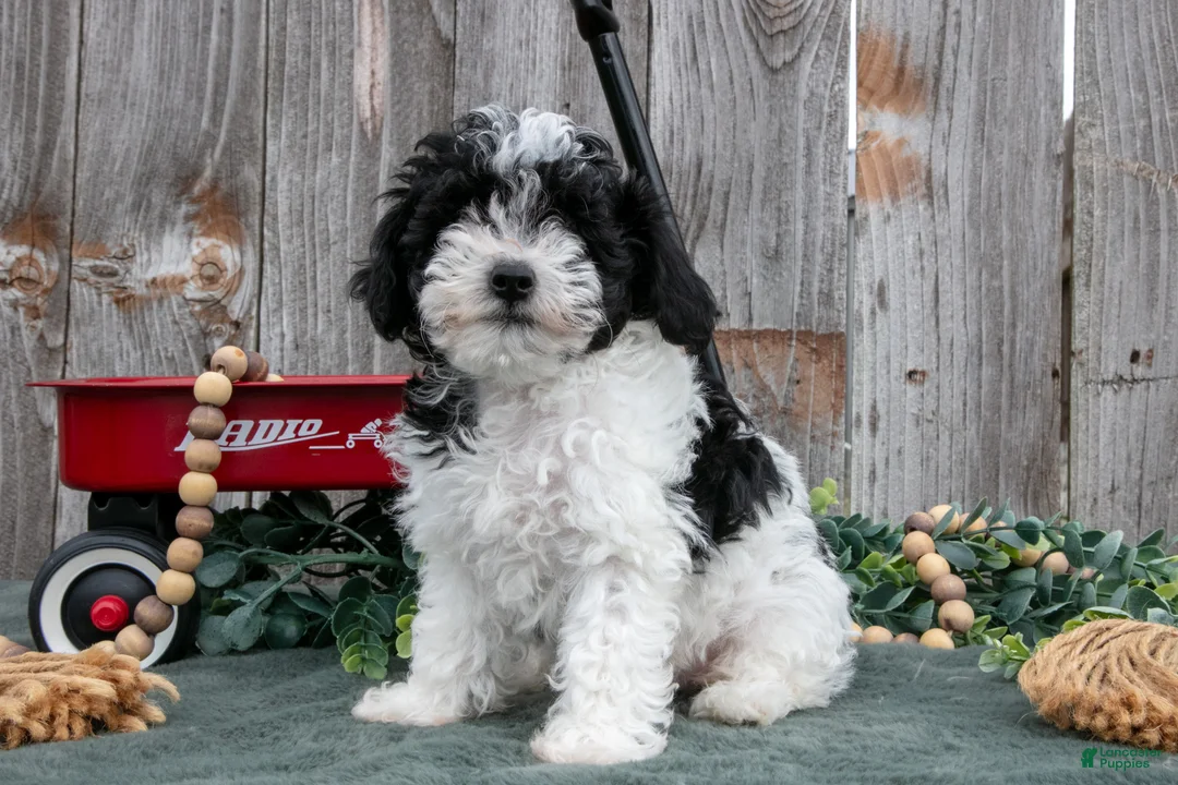 Toy Poodle dogs for sale: Peter - Ad 2