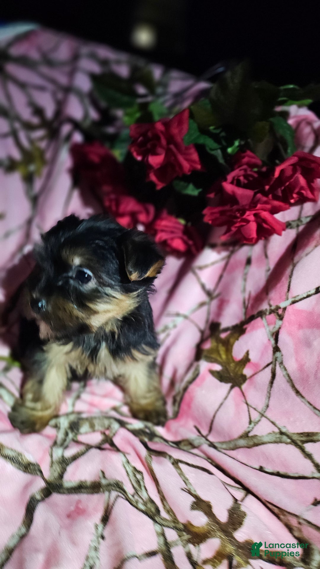 Morkie dogs for sale: Jill - Ad 2