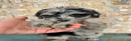 Mixed Breed dogs for sale: Sierra - Ad 4