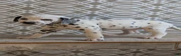 Dalmatian dogs for sale: Morgan - Ad 2