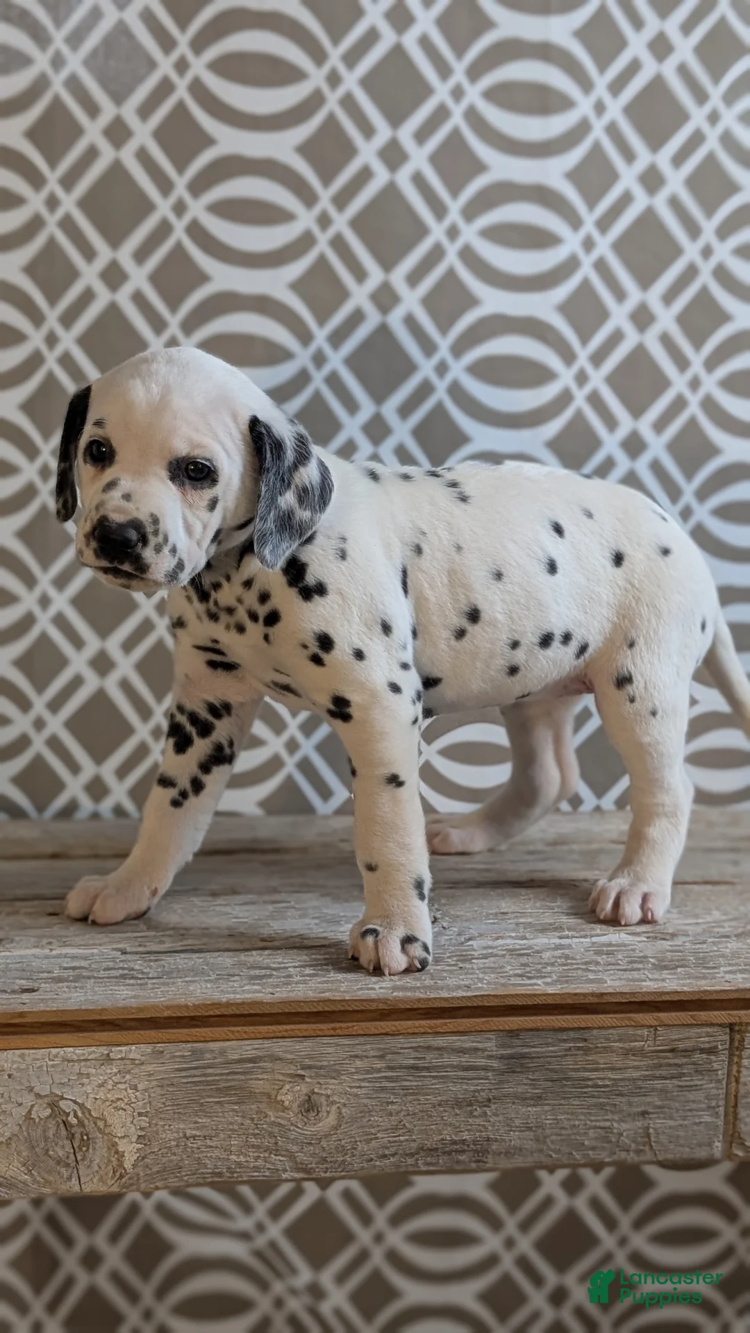 Dalmatian dogs for sale: Morgan - Ad 2