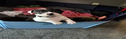 American Pit Bull Terrier dogs for sale: American Pit Bull Terrier 3 - Ad 16