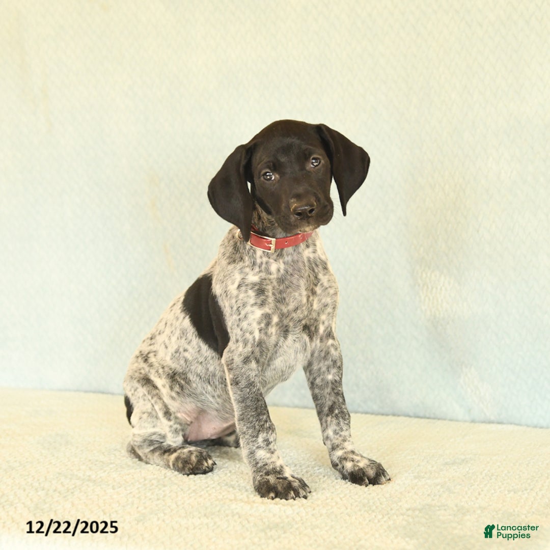 German Shorthaired Pointer dogs for sale: Tessa - Ad 2