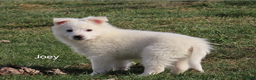 American Eskimo dogs for sale: Joey  - Ad 1