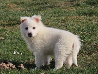 American Eskimo dogs Joey - Ad 20