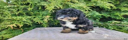 Mini Bernedoodle dogs for sale: Karly - Ad 9