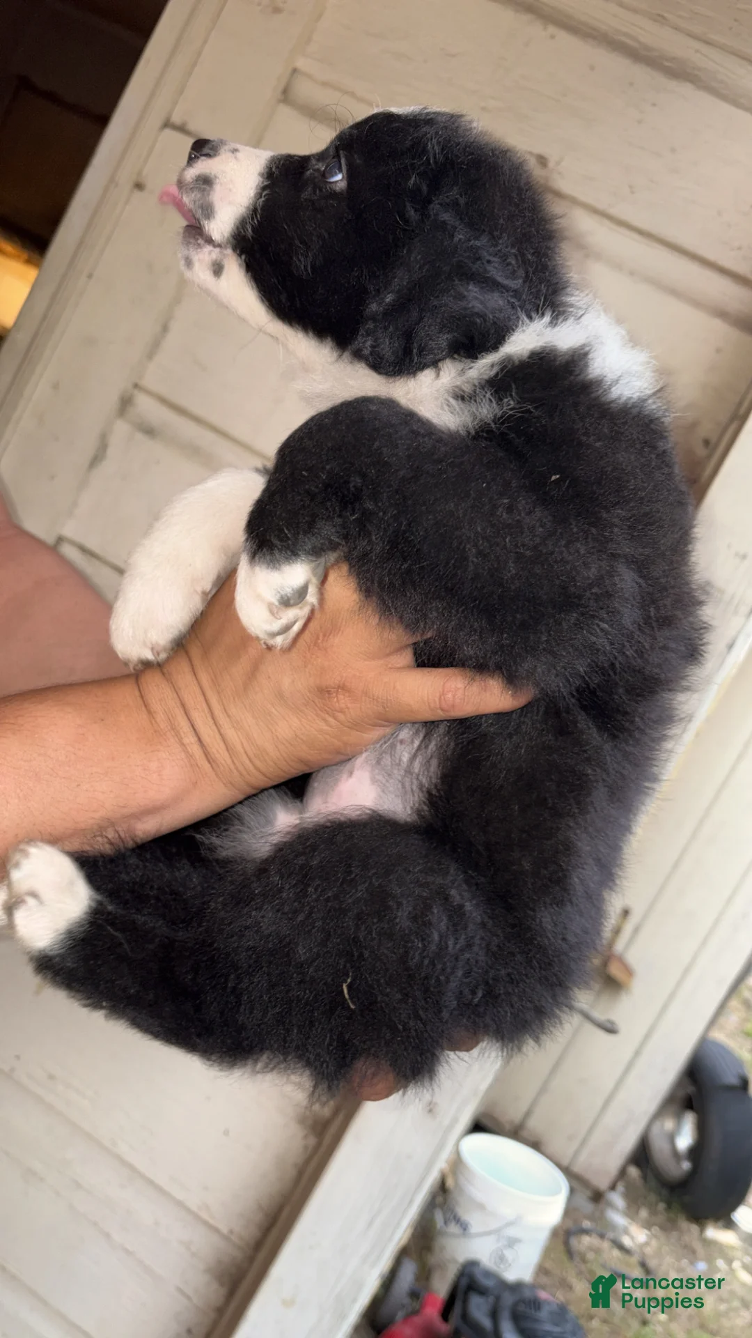 Mixed Breed dogs for sale: Mixed Breed Puppy 2 - Ad 2