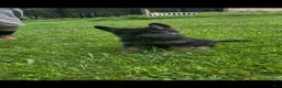 German Shepherd dogs for sale: UMI - Ad 9