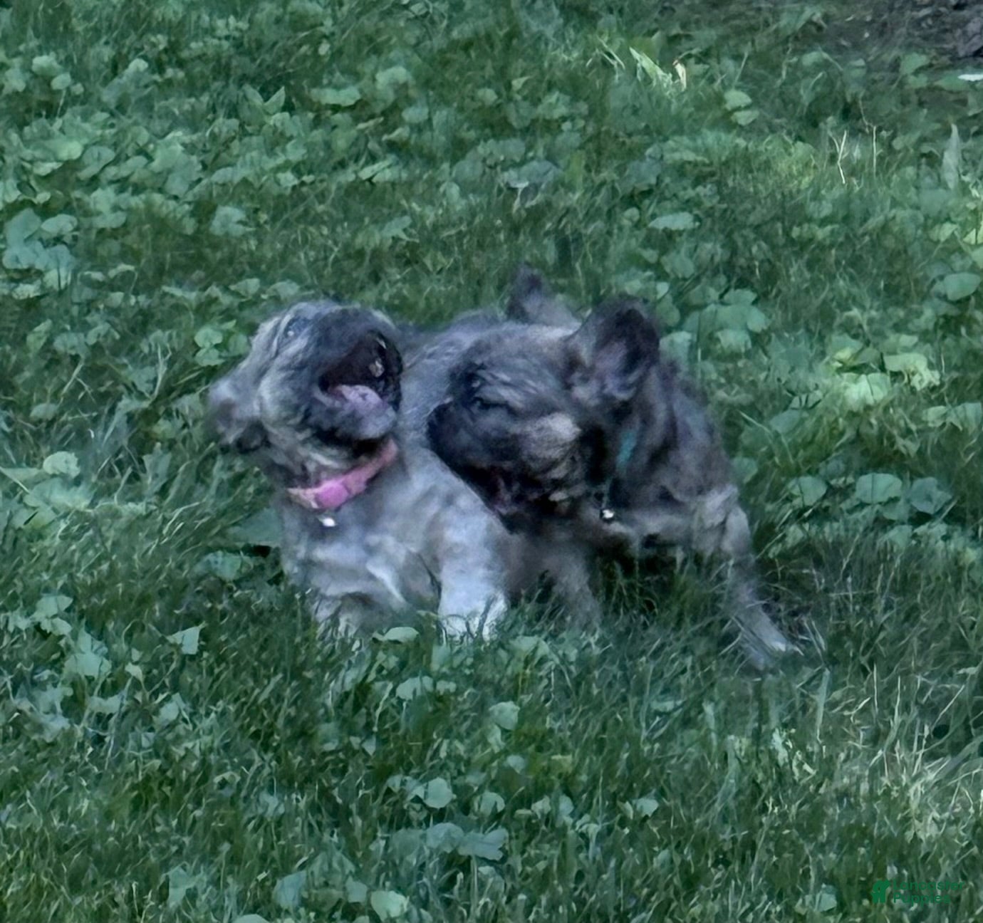 French Bulldog dogs French Bulldog 2 - Ad 2