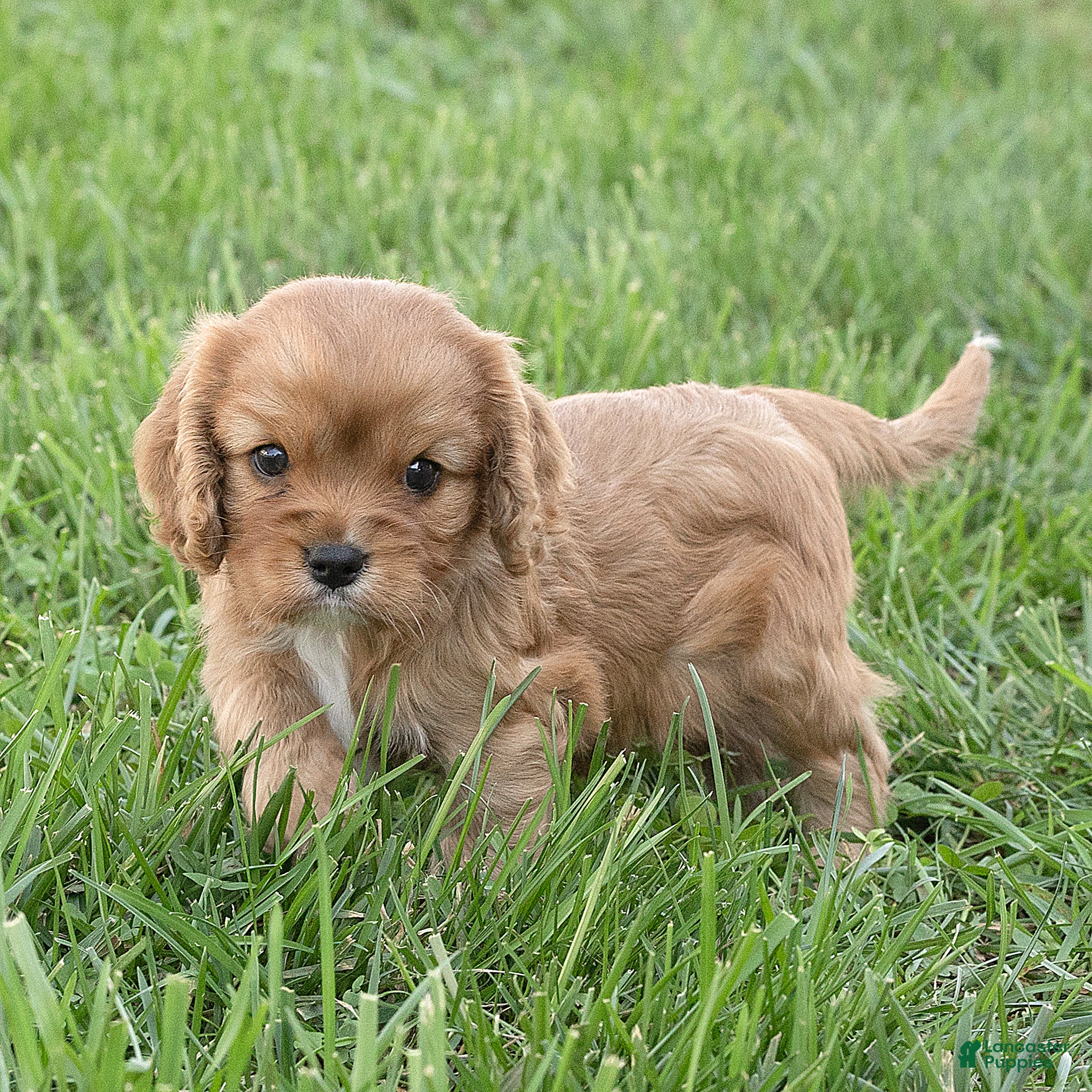 Cavalier King Charles Spaniel dogs Bonnie Cavalier King Charles Spaniel  - Ad 2