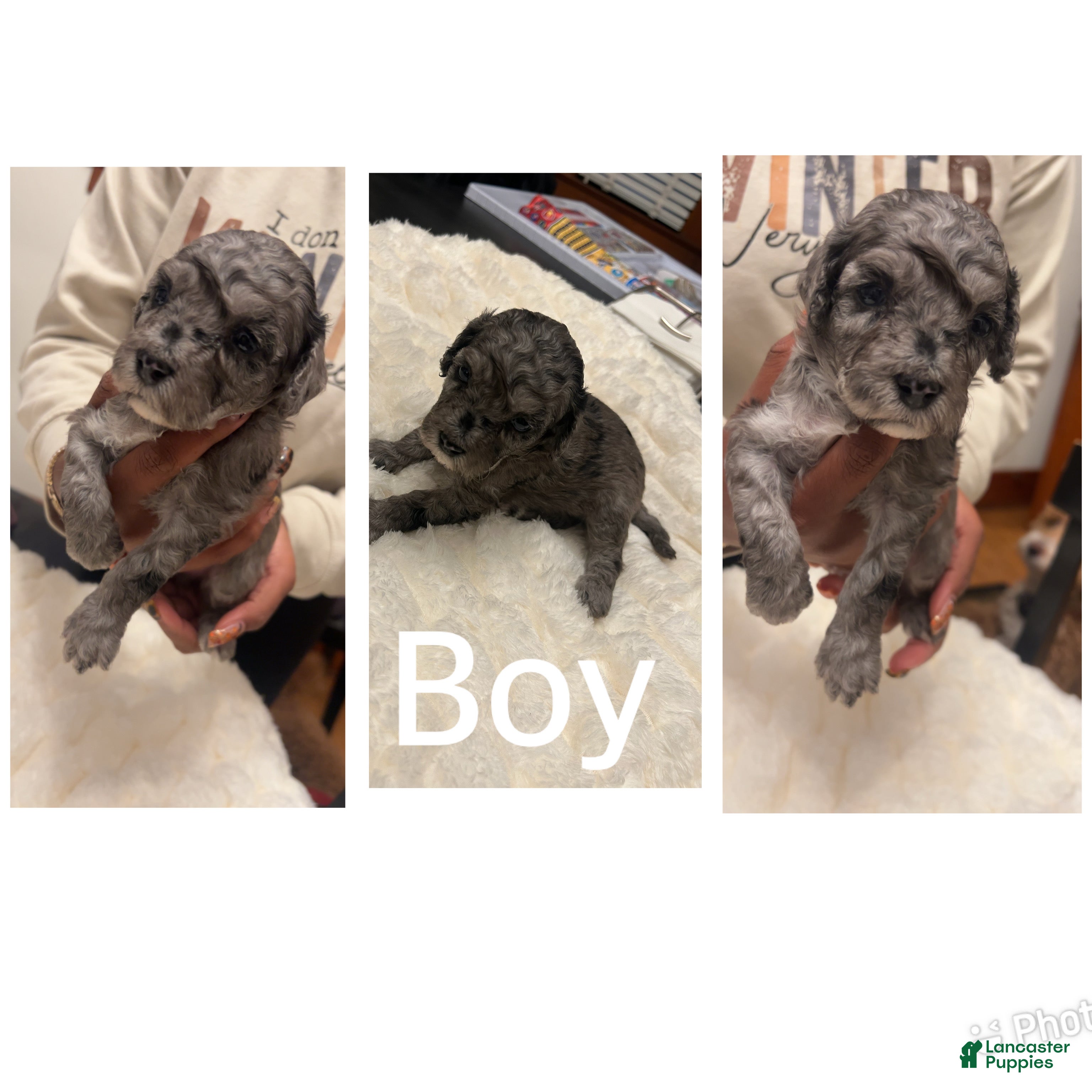 Mixed Breed dogs Ruddy - Ad 27