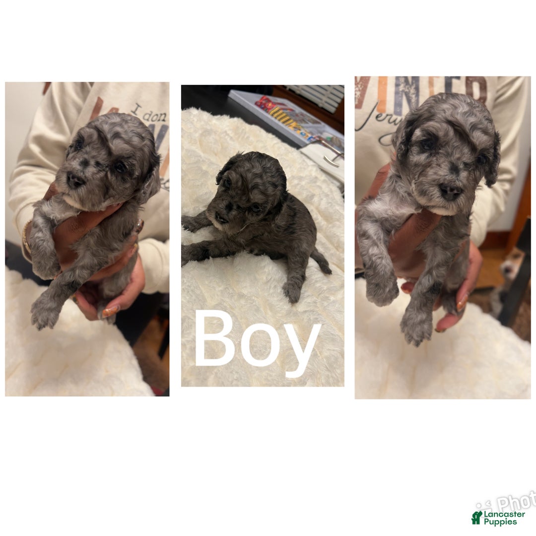 Mixed Breed dogs for sale: Ruddy - Ad 1