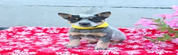 Australian Cattle Dog dogs for sale: Archie - Ad 3
