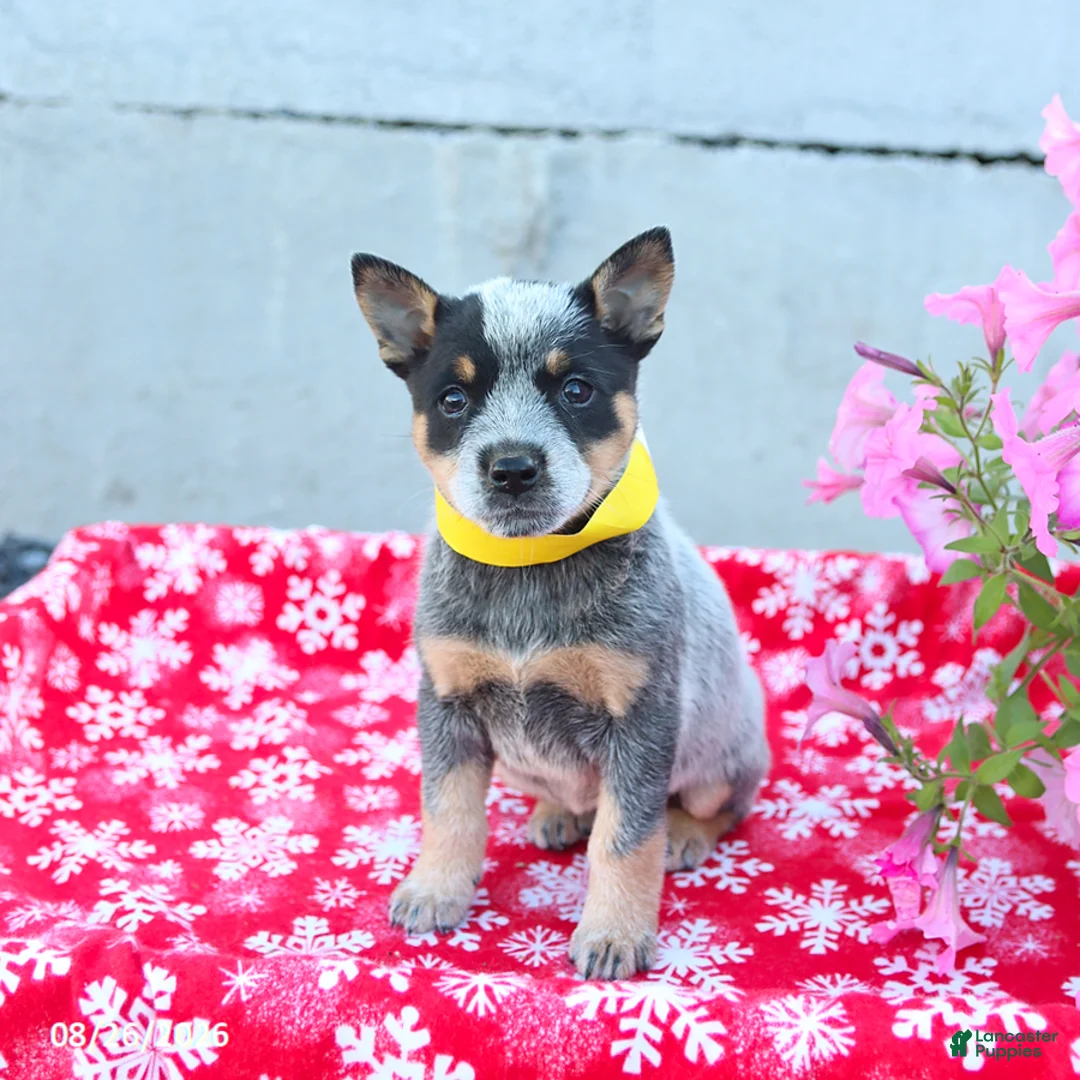 Australian Cattle Dog dogs for sale: Archie - Ad 3