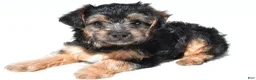 Schnoodle dogs for sale: Riley - Ad 6