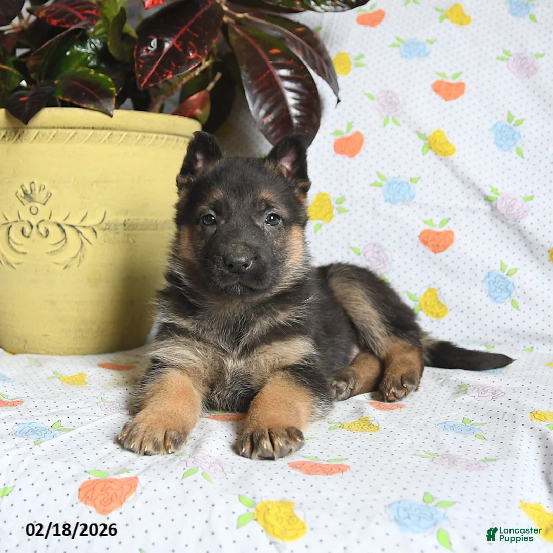 German Shepherd dogs for sale: Winston - Ad 3