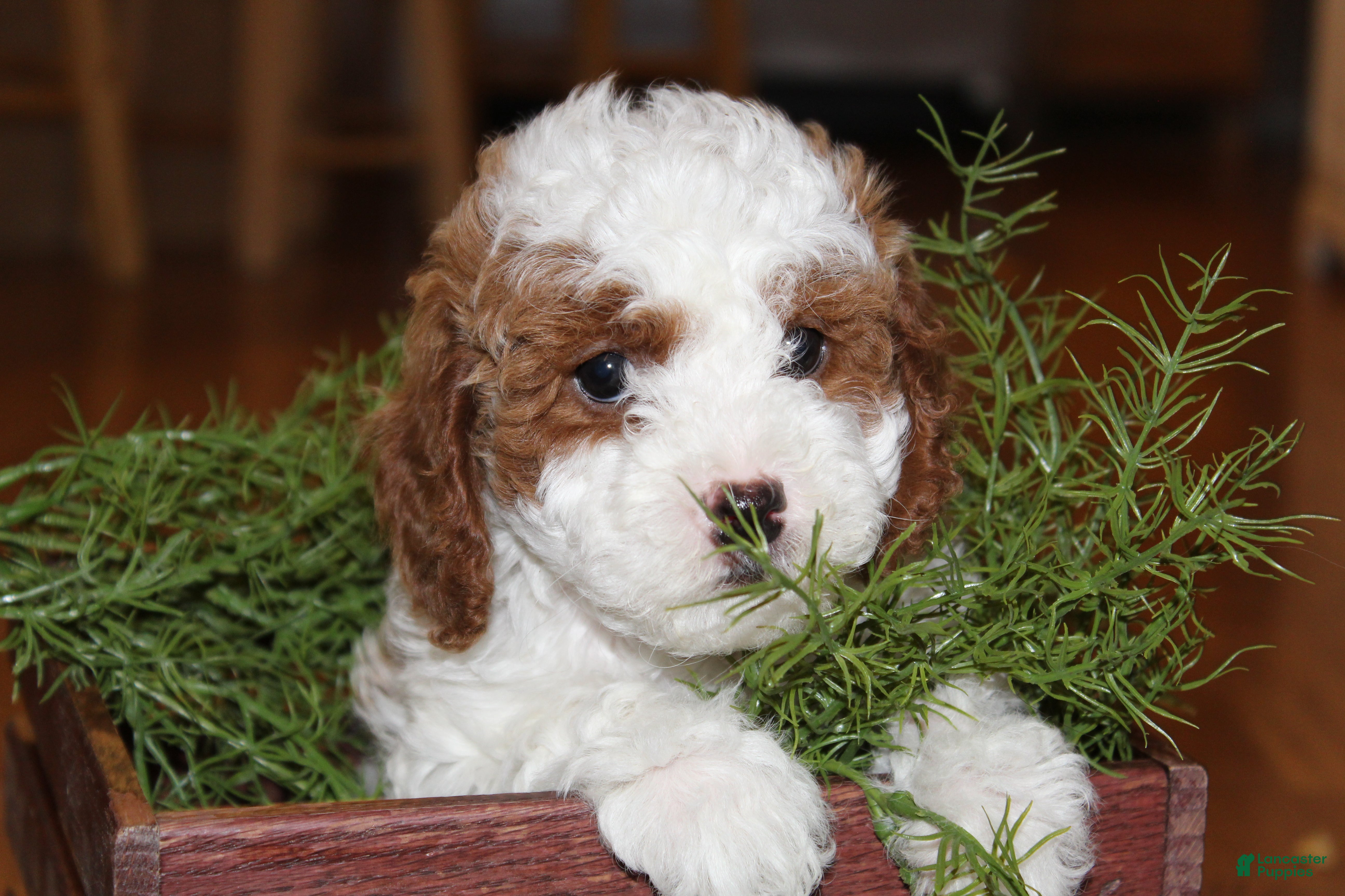 Cavapoo dogs Holly - F1B Cavapoo Female - Ad 9