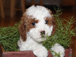 Cavapoo dogs Holly - F1B Cavapoo Female - Ad 21