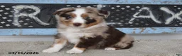 Australian Shepherd dogs for sale: Bear - Ad 2