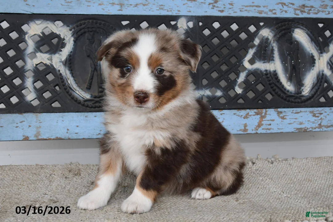 Australian Shepherd dogs for sale: Bear - Ad 2