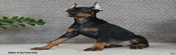 Doberman Pinscher dogs for sale: Oakley - Ad 5